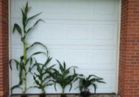 maize BRI1RNAi lines