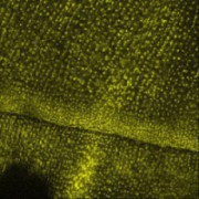  ligule/auricle border in developing maize leaf